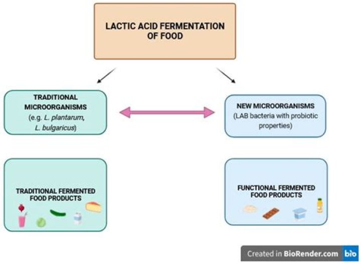 Which bacteria ferment lactose in milk producing acids that curdle the milk