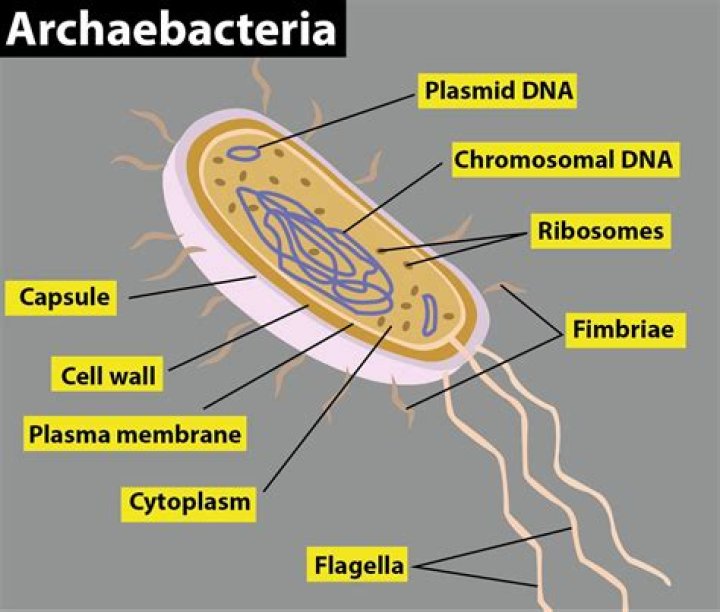 Which cell structure is found in bacteria and archaea