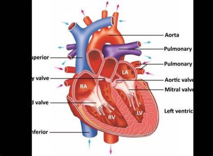 Which heart valve is between the left atrium and left ventricle