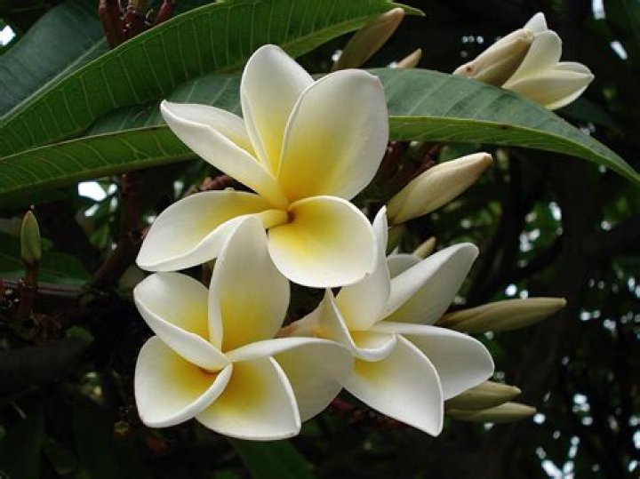 Which Lily is most fragrant