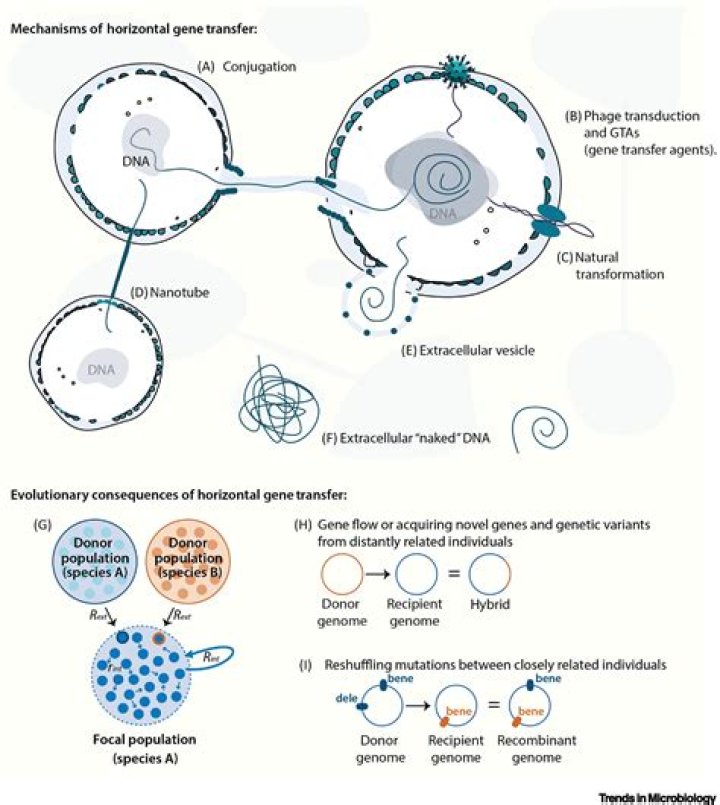 Which mechanism for horizontal gene transfer occurs in eukaryotes