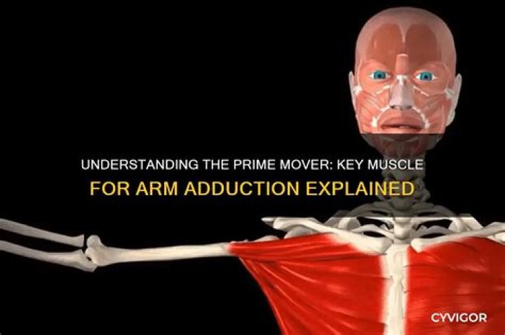 Which muscle is a prime mover of arm adduction