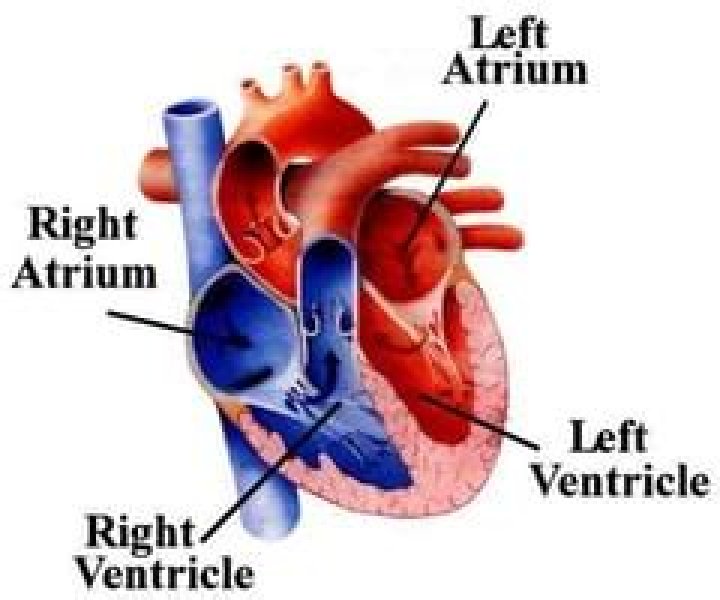 Which of these vessels returns blood to the left atrium of the heart