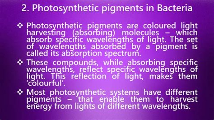 Which pigments absorb which wavelengths of light