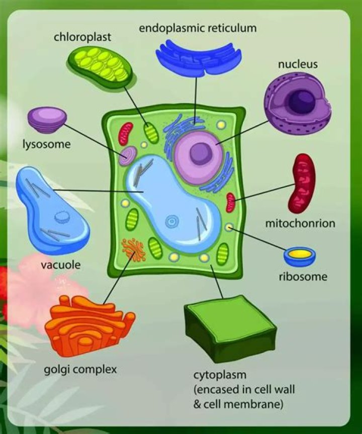 Which structure in a plant cell allows food
