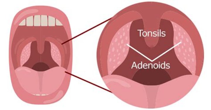Which tonsils are also known as the adenoids
