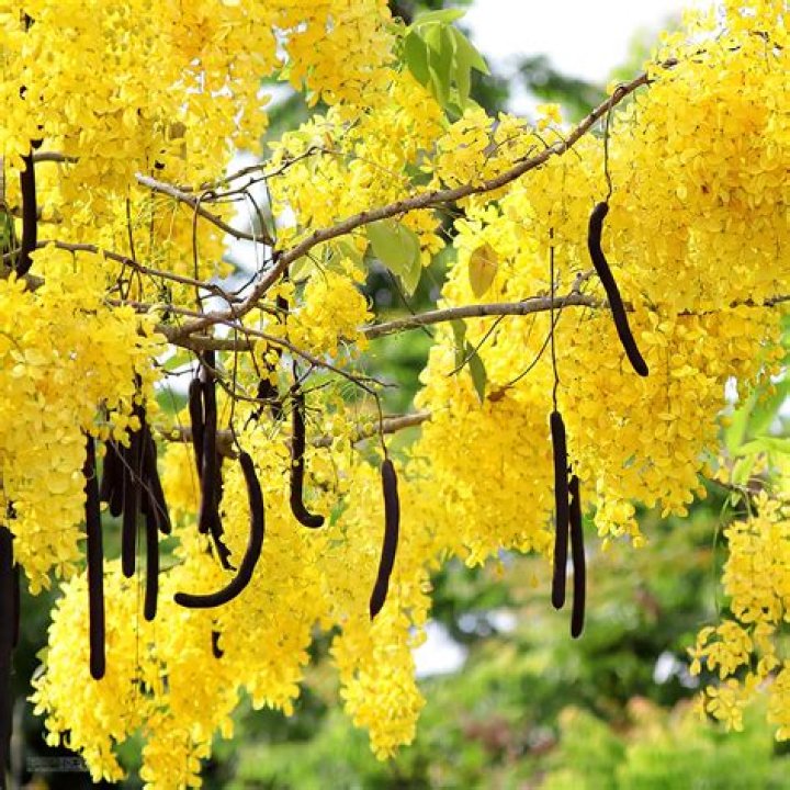 Which tree is known as the golden shower tree