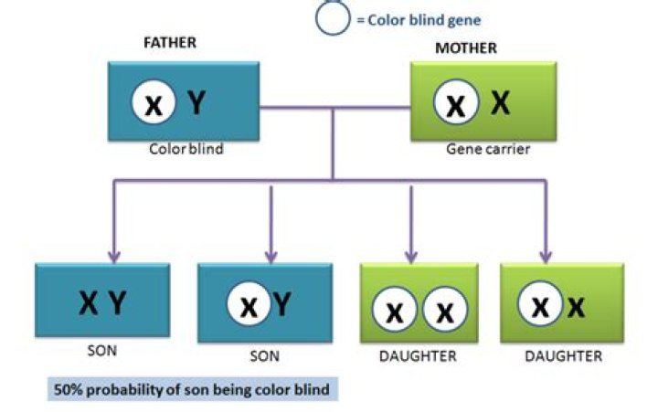 Who carries color blind gene
