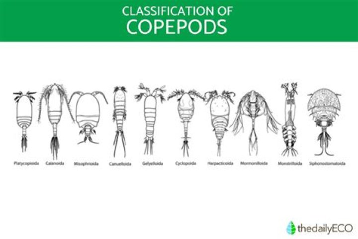 Why are copepods important to the ocean food web