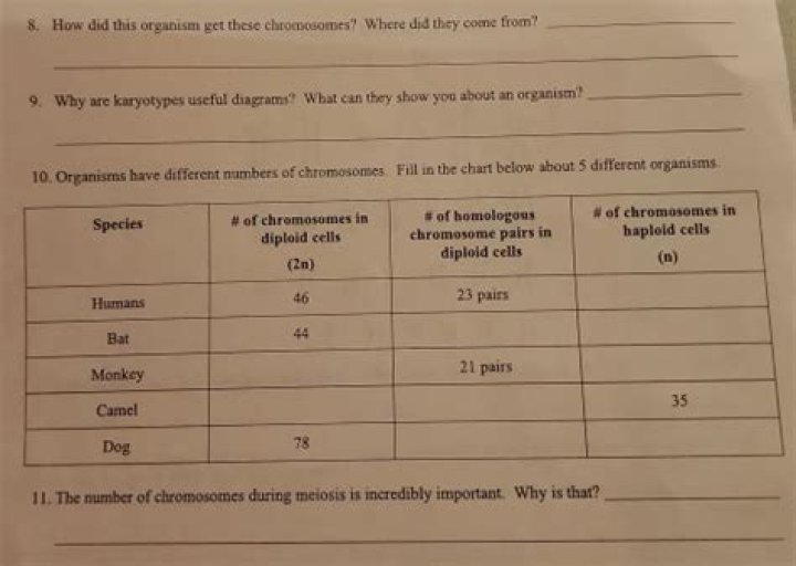 Why are karyotypes useful diagrams What can they show you about an organism