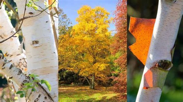 Why are the birch trees dying in MN