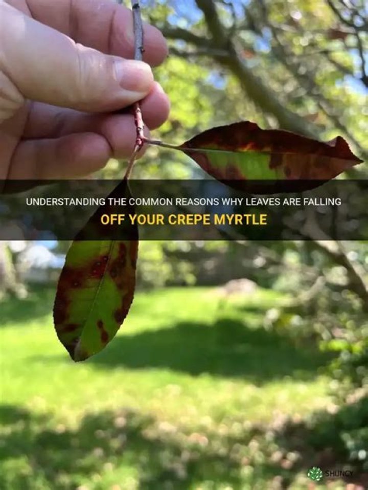Why are the leaves falling off