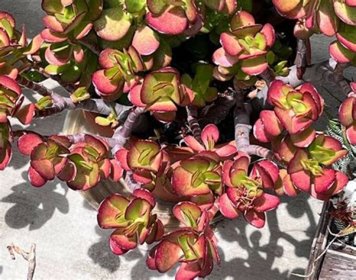 Why are the leaves on my jade plant turning red