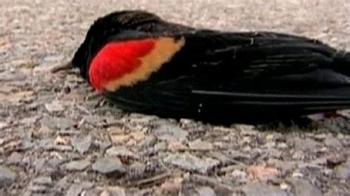 Why did birds fall out of the sky in Arkansas