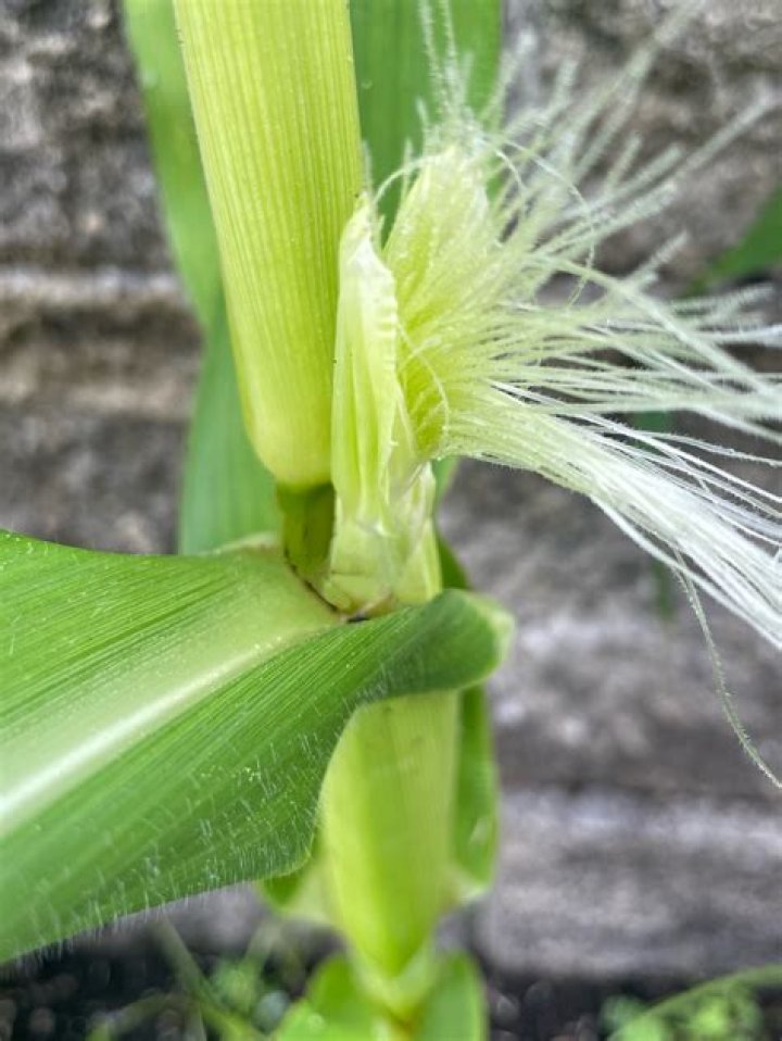 Why do ears of corn have silk