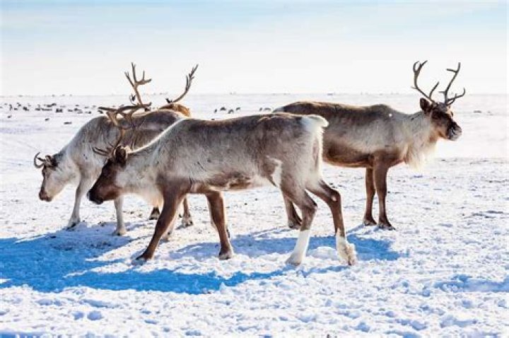 Why do reindeers feet click