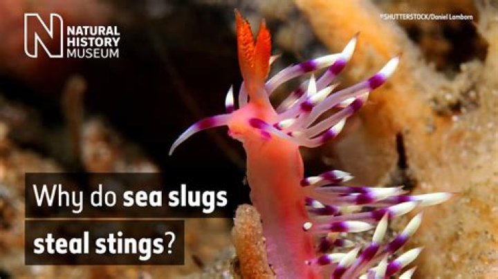 Why do slugs come out at night time