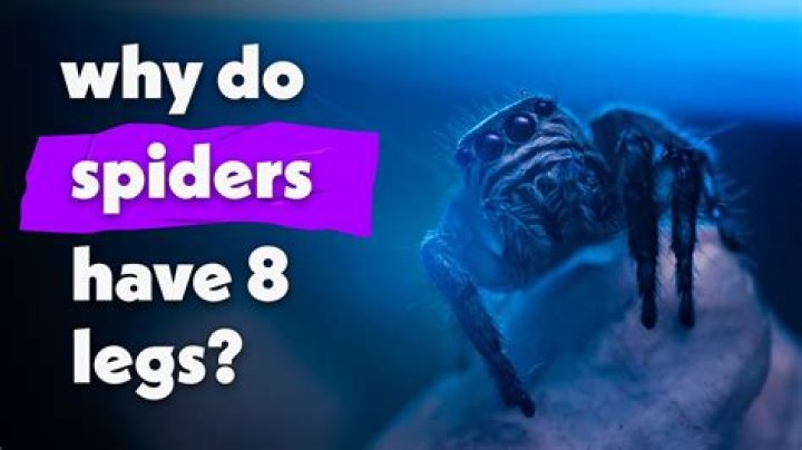 Why do spiders have hairs on their legs