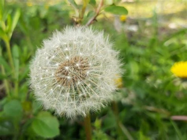 Why do we wish on dandelions