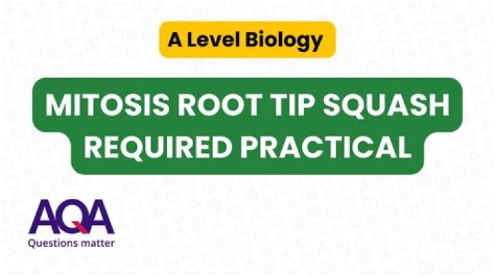 Why do you squash the root tip