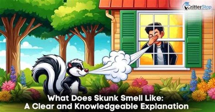 Why does my basement smell like a skunk
