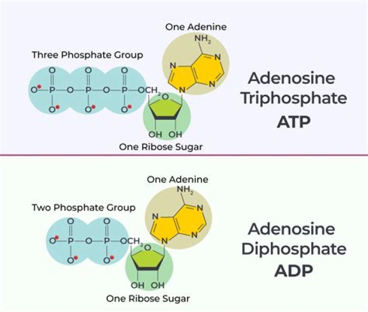 Why is adenosine rapid IV push