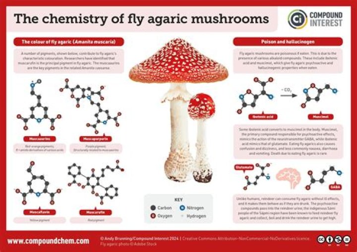 Why is it called fly agaric