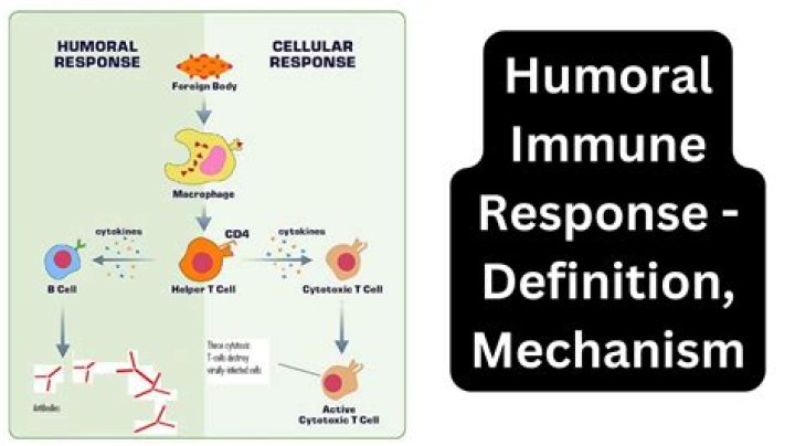 Why is it called humoral response