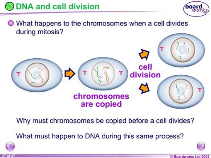 Why is it important that DNA is copied before cell division