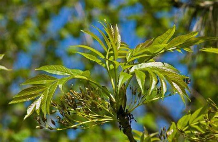 Why is my ash tree dropping leaves