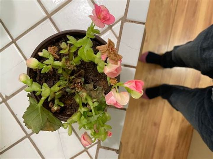 Why is my begonia drooping