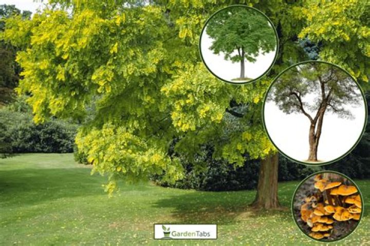 Why is my Robinia dying