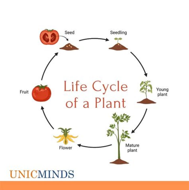 Why is plant life cycle important