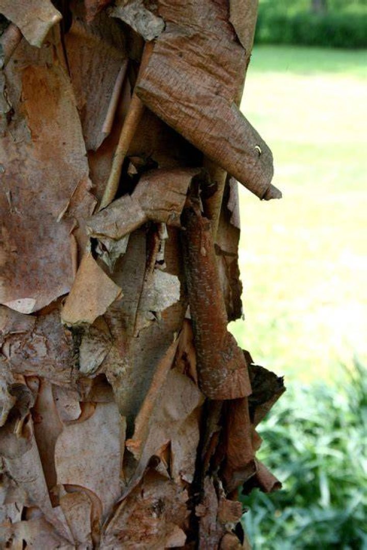 Why is the bark peeling off my dogwood tree