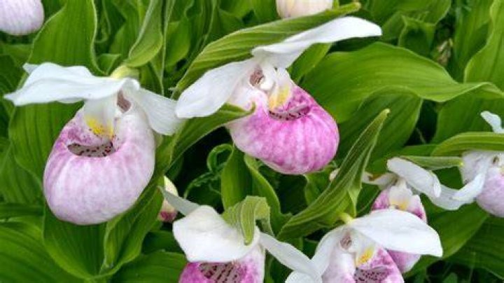 Why is the Pink Lady Slipper Minnesotas state flower