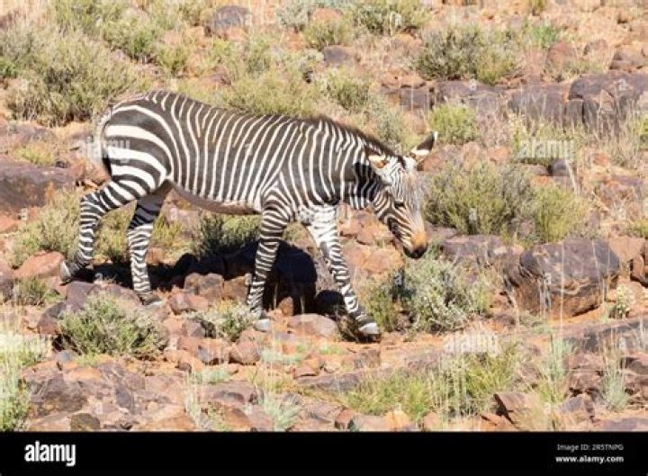 Why is the zebra endangered