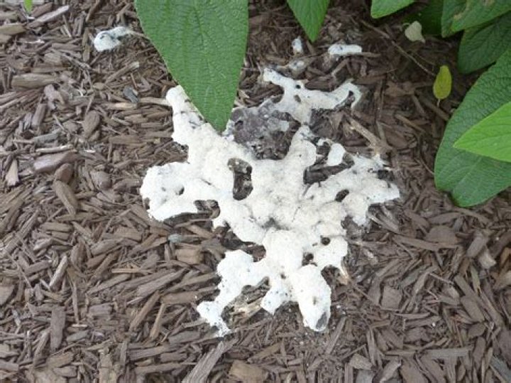 Why is there fungus in my mulch