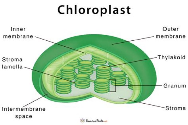 Why is there no chloroplast in onion cells
