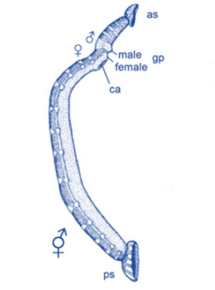 Why Leech is considered as a hermaphrodite