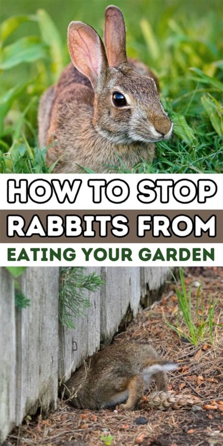 Will bone meal deter rabbits