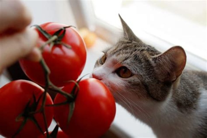 Will cats eat my vegetable garden