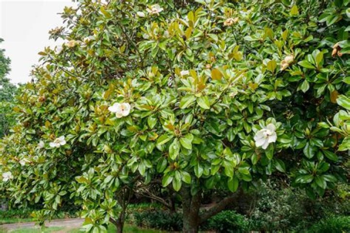 Will magnolia trees grow in Texas