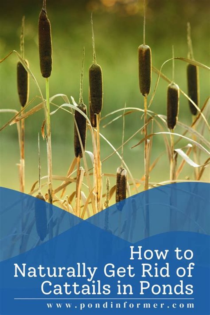 Will rodeo kill cattails