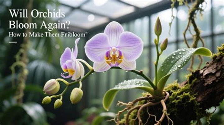 Will stock flowers rebloom