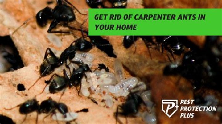 Will Terro get rid of carpenter ants