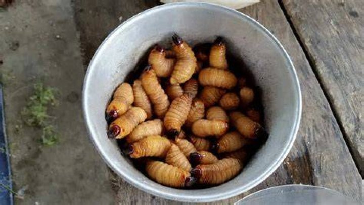 Will white vinegar kill maggots